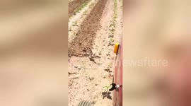 Brave bird stops moving tractor to prevent her eggs being run over