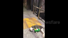 This cat looks like it had a long night of hard drinking