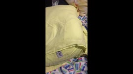 Cat playing with a pillow