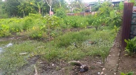 Cat try to be hunter