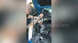 UK man removes snake that had been slithering around in car for three days