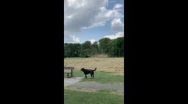 Dogs of Cambridgeshire seem to enjoy 'awe' inspiring whirlwind of grass