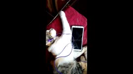 Hilarious moment a pet cat grooves to a local music like a human