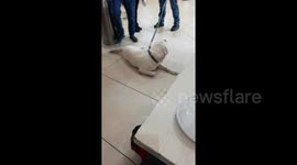 Police dog refuses to work after sniffing out crumbs in Italian airport