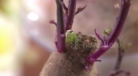 Spider with alien-like face on back spotted in woman's house in China