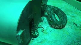 Rescuers come to python's aid after tail coils around heavy machinery in Thailand