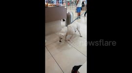 Police dog refuses to work after sniffing out crumbs in Italian airport