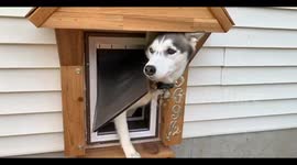 Husky does not want any company.