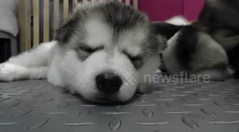 Cute 3 week old Alaskan Malamute Puppy Wants to Sleep