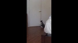 Cat opens door for dog