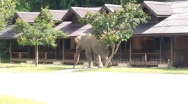 Brazen elephant stomps into Thai holiday resort to scratch its bottom on the trees