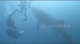 Amazing underwater clips that show the big whale sharks are looking for food in Indonesia