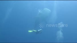 Amazing underwater clips that show the big whale sharks are looking for food in Indonesia