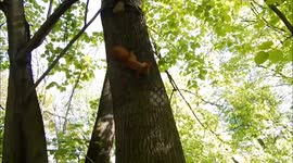 Crazy and funny squirrels.