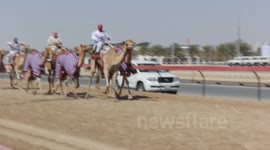 Camel Race, Dubai-UAE (2)