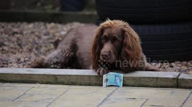 Luckiest dog in the world gets £5 pocket money every week - and used the cash to pay for SWIMMING LESSONS