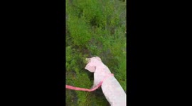 He went for a walk today and is doing well.. Hoping to find his #4ever home ?@PPinesPD https://t.co/os1sDUEzeF