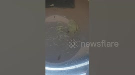 Sainsbury's apologises after shopper finds dozens of worms in her celery