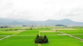 MUTE VERSION: This forest in Japan looks just like a cat