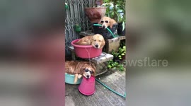 'Hot dog fountain!' Three golden retrievers cool off using buckets and a hose