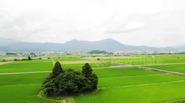 This forest in Japan looks just like a cat