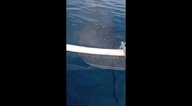 Trio of whale sharks swim up to investigate tourist boat in Indonesia
