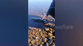 Aussie beachgoer rescues thornback ray stranded in shallow waters