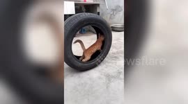 This cat thinks it's a hamster! Feline runs on the inside of tyre in China