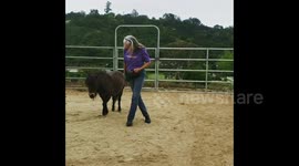 Small US pony with big moves square dances with owner