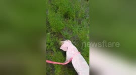 Newsflare Edit - He went for a walk today and is doing well.. Hoping to find his #4ever home ?@PPinesPD https://t.co/os1sDUEzeF