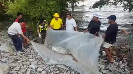 Environmentalists investigating the death of a dolphin which washed up in Thailand