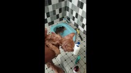 Animal rescuer smashes toilet to save the tiny kitten stuck inside