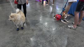 White Husky Wearing Blue Trainers
