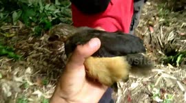 maleo bird, sulawesi endemic bird, Indonesia