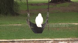 When the kids are away, the cockatoos play!