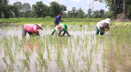Thai farmers planting rice in a paddy field at Sakon Nakhon.