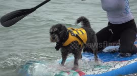 UK Dog Surfing Championships take place on south coast
