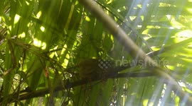 Tarsier: the smallest primates