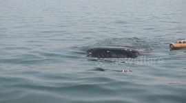whalesharks in oslob