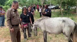 Thai ponies rescued days before they were due to be slaughtered and sold as meat on Facebook
