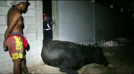 Hapless cow rescued after getting stuck in gap between two walls in Thailand