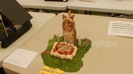 Grumnpy Cat In Vegetable Form