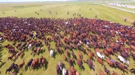 Drone footage captures thousands of horses galloping across grasslands at Xinjiang tourism festival