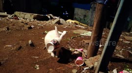 In an adorable video a pet rabbit is seen drinking some left over tea from a paper cup in the slums of Mumbai.
