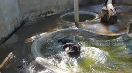Un-bear-able heat! Bear 'back flops' into pool to cool off from soaring temperatures at Thai breeding centre