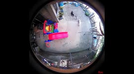 Heroic moment guard dogs battle COBRA approaching Philippines house with sleeping baby