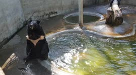 Un-bear-able heat! Bear 'back flops' into pool to cool off from soaring temperatures at Thai breeding centre