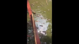 Tourists give hungry crocodiles pieces of meat to eat