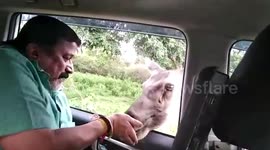 Watch: Man stops car, feeds female antelope in southern India