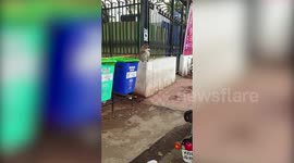 Watch: Hungry monkey eats food scraps from trash can in southern India